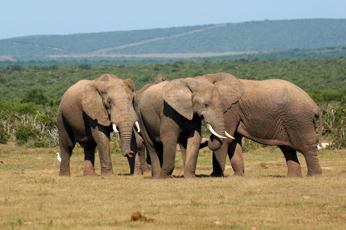 Addo Elephant National Park Full-Day Safari from Port Elizabeth