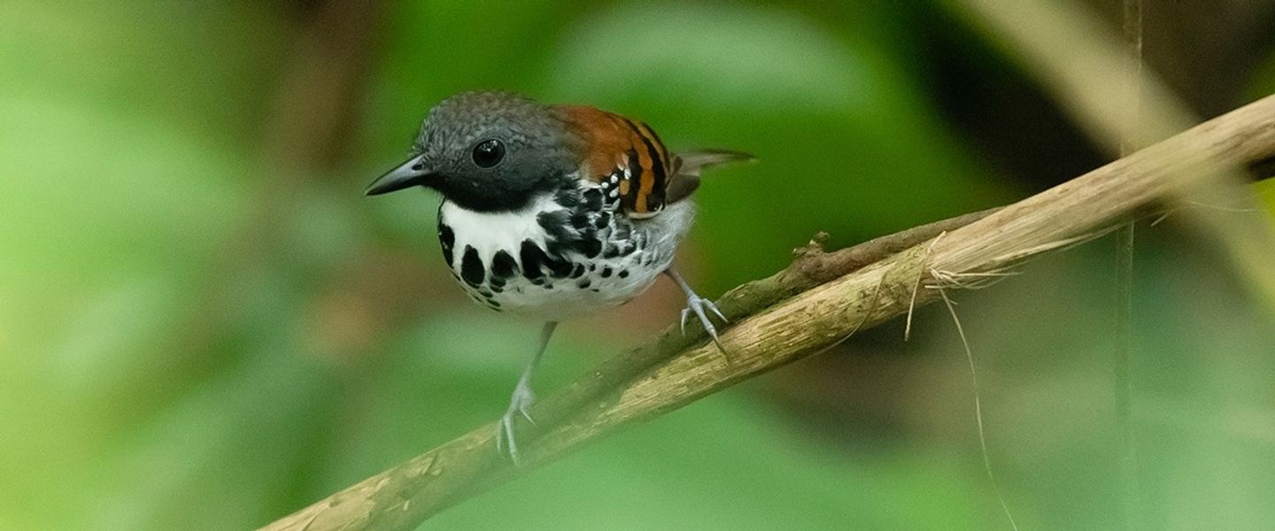 Panama main tour: Canopy Tower and Canopy Lodge