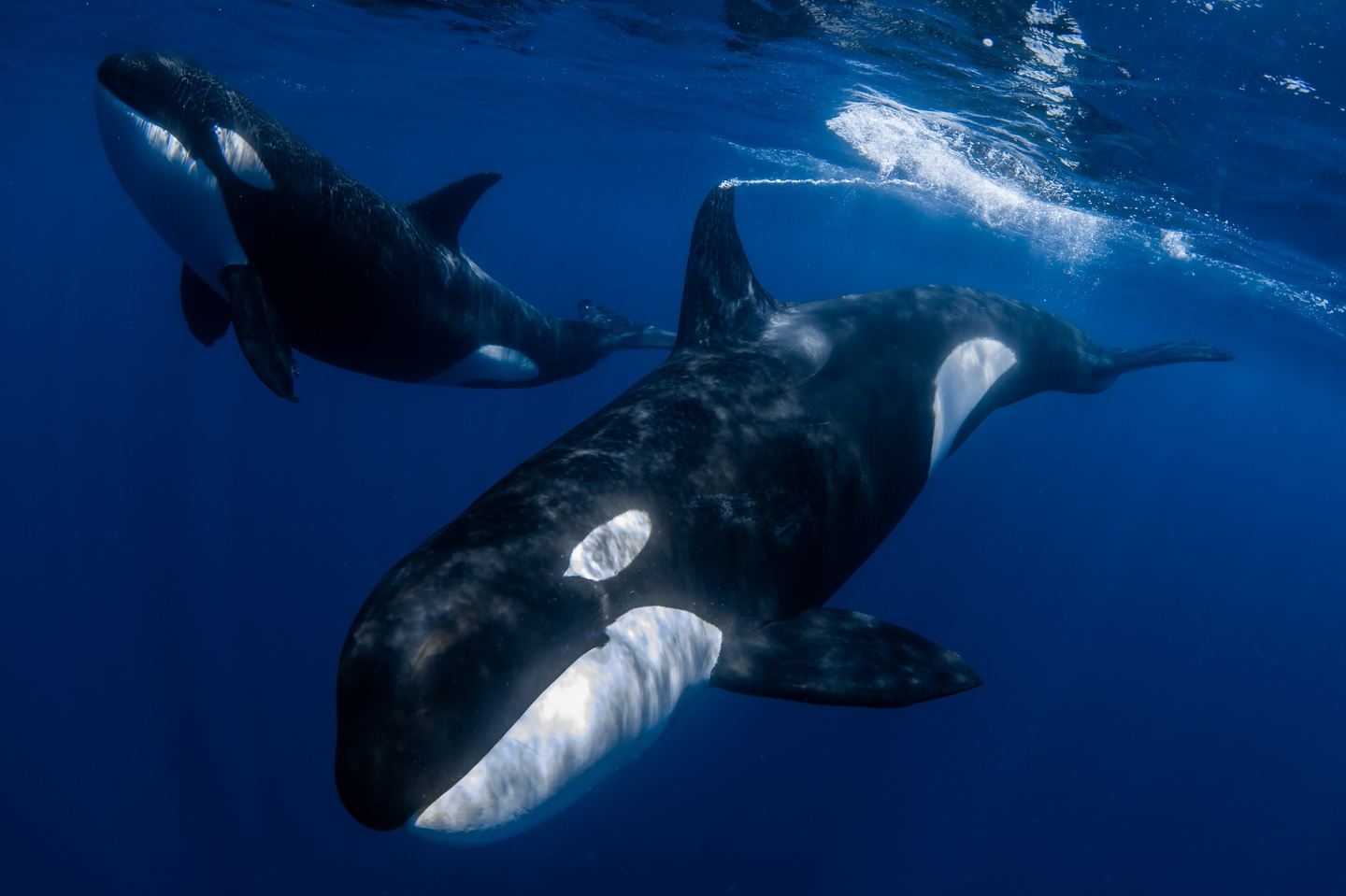 Mobula Ray and Orca Expedition with Air support