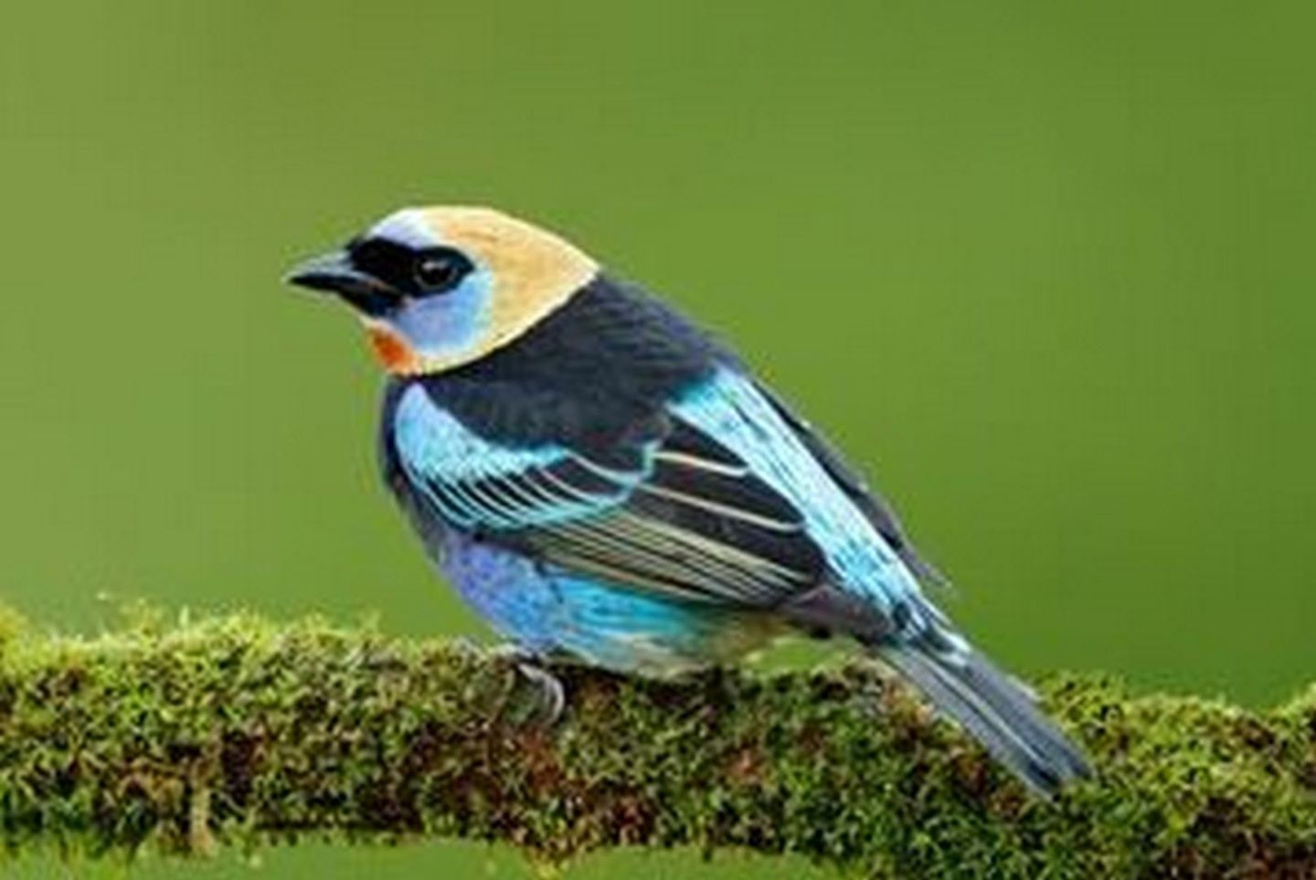 Costa Rica: Captivating WIldlife & Culture
