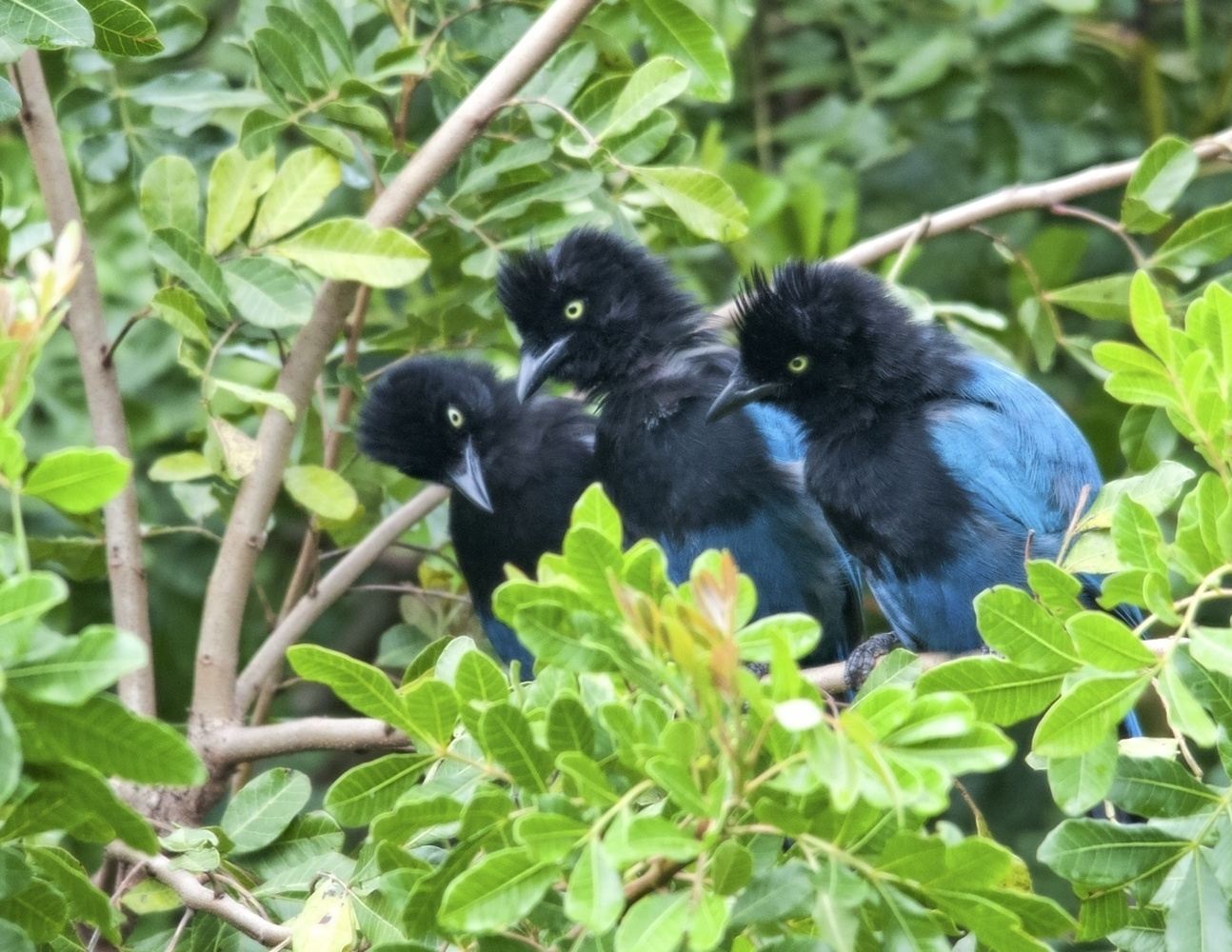 GN - Observación de Aves - Cayalá Ecological Park