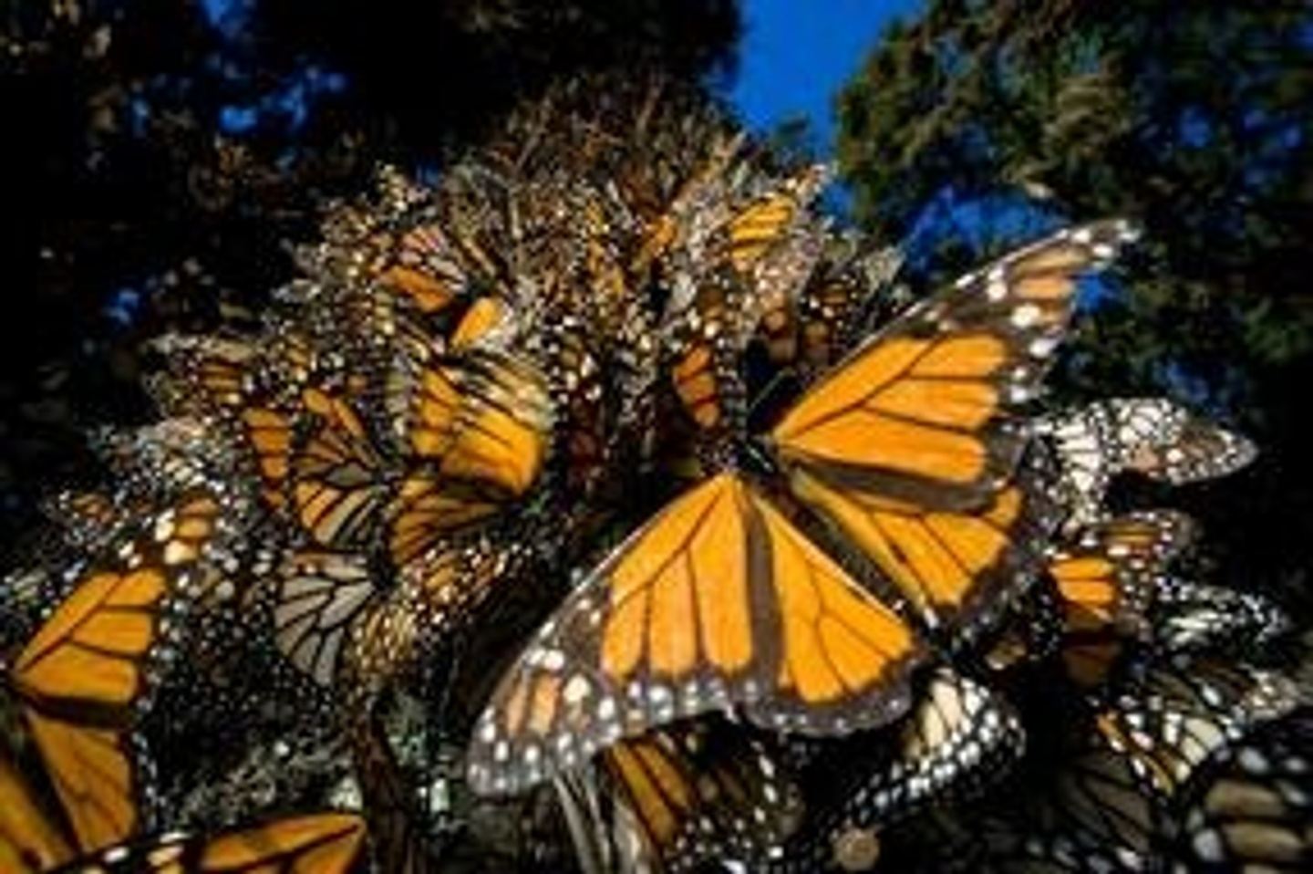 Monarch Butterfly Migration Adventure!