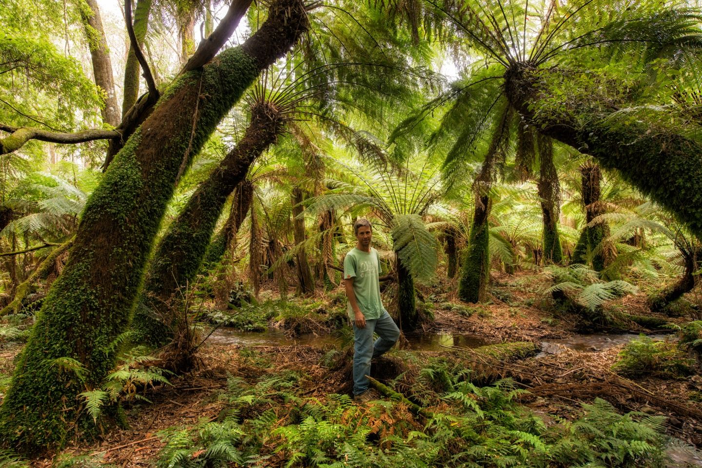 Forest Mindfulness Walk