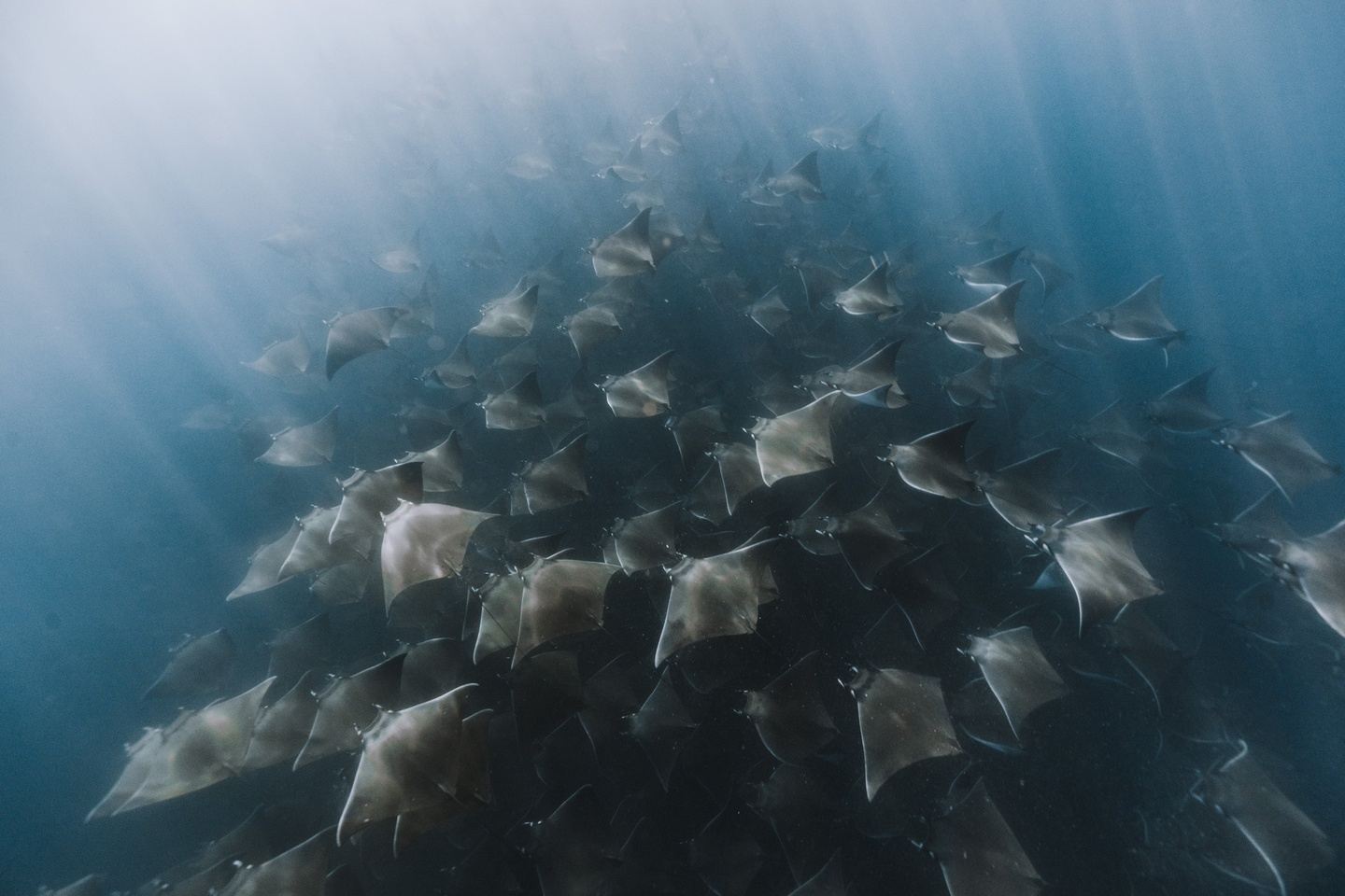 Mobula Rays & Megafauna 05/21/24-05/27/24