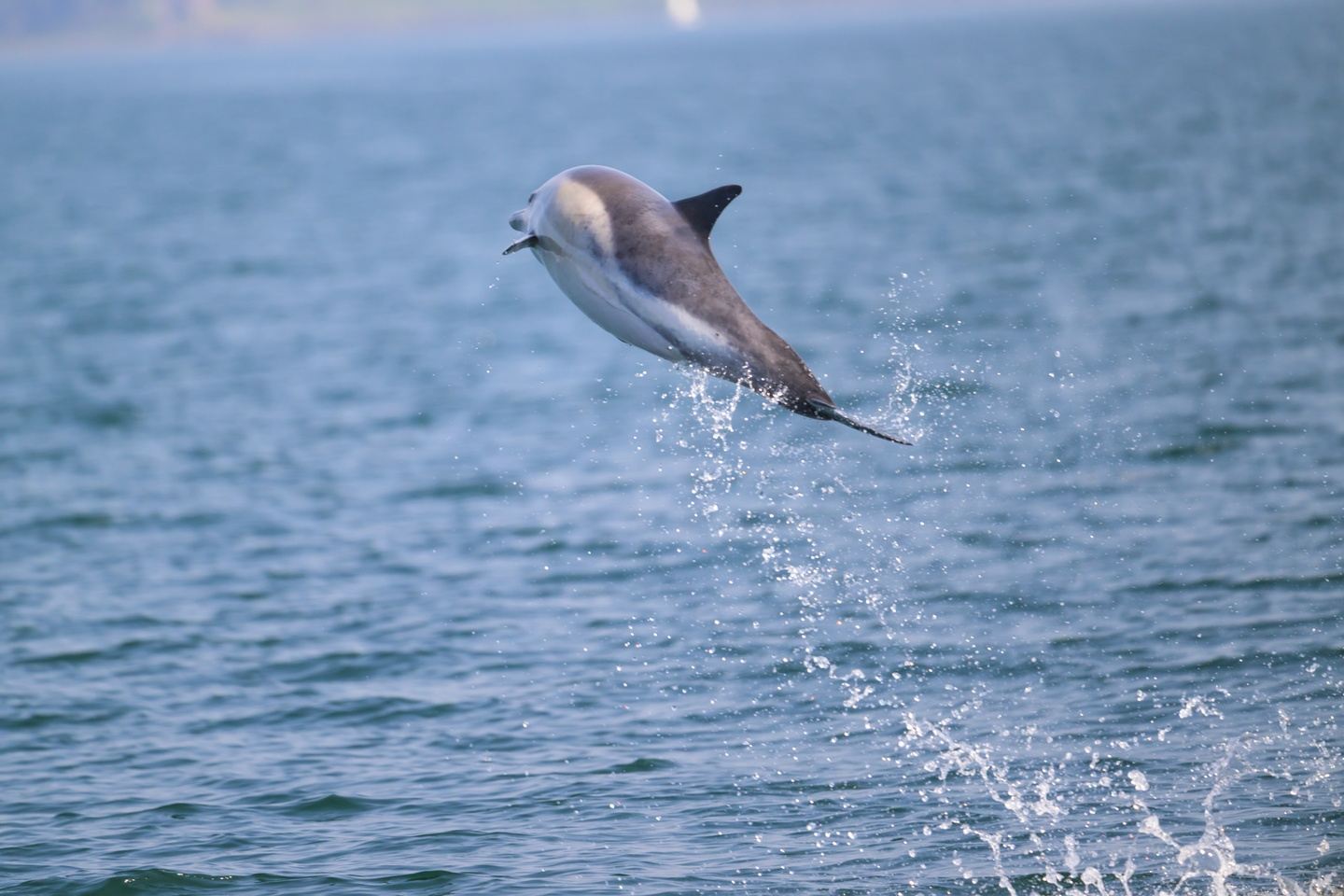 Wildlife Sea Safari from Tobermory