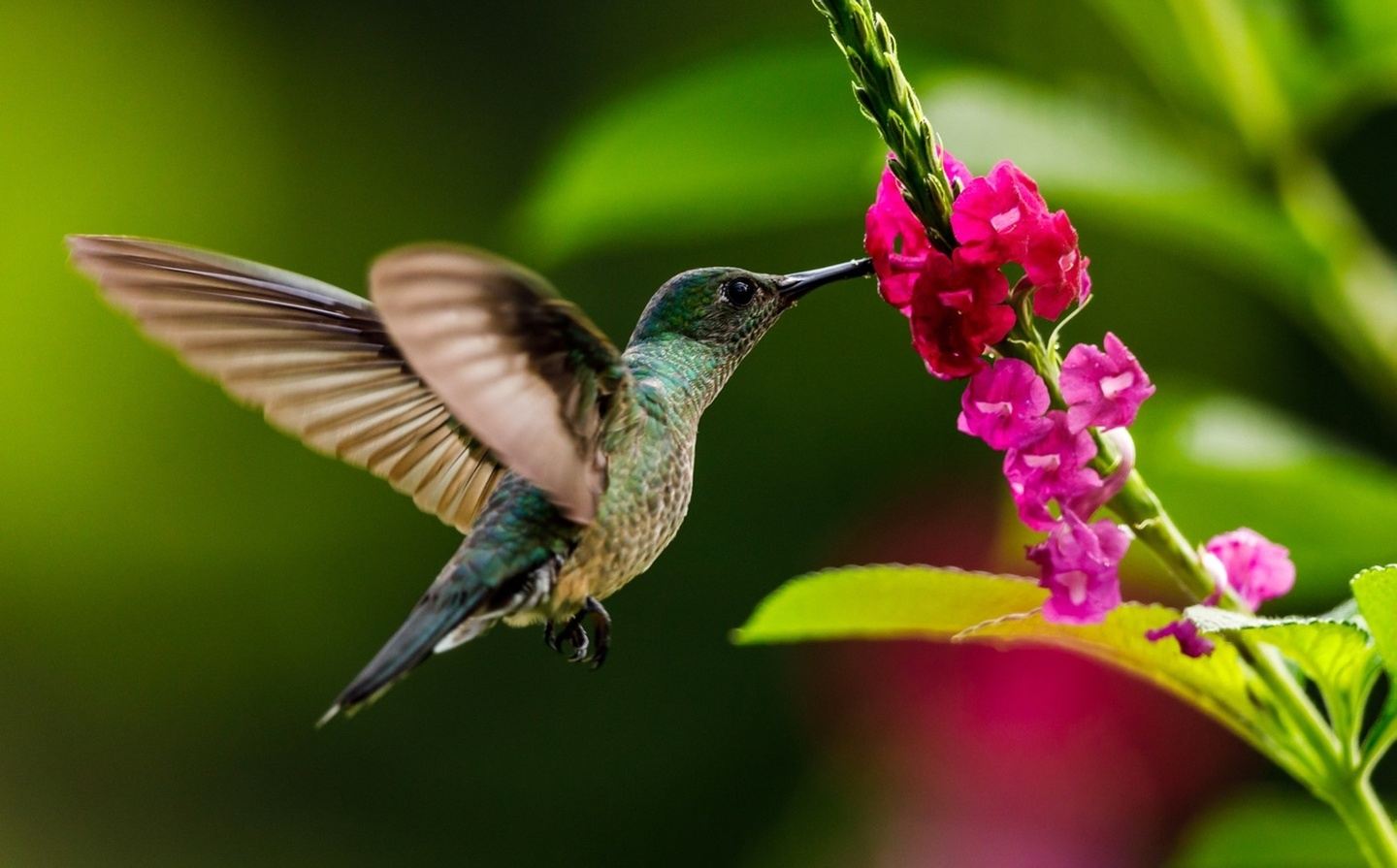 Costa Rica Garden Tour 10-Day