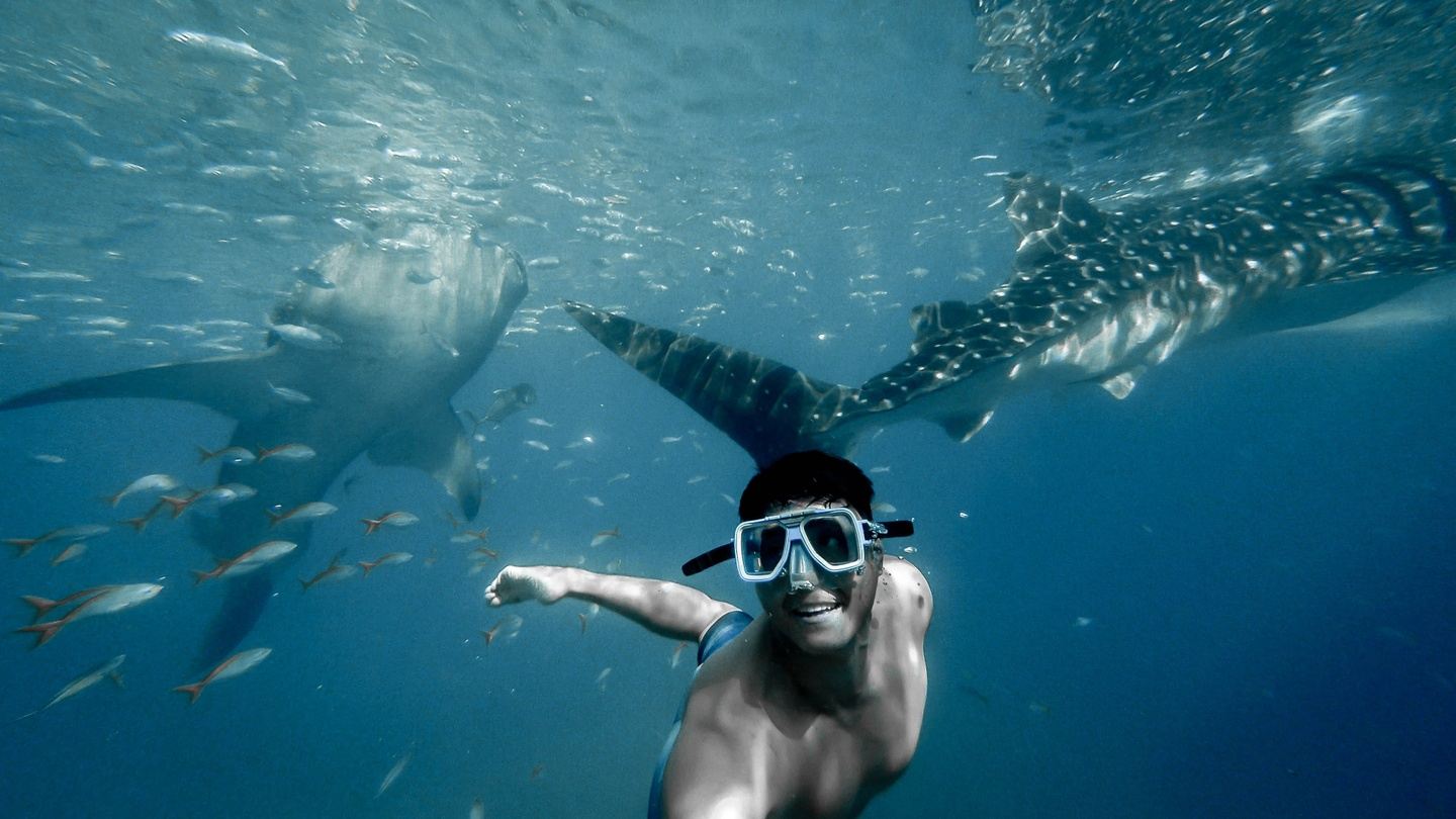 Adelaar Cruises - Whale Shark Special - (Bali - Komodo - Bali)
