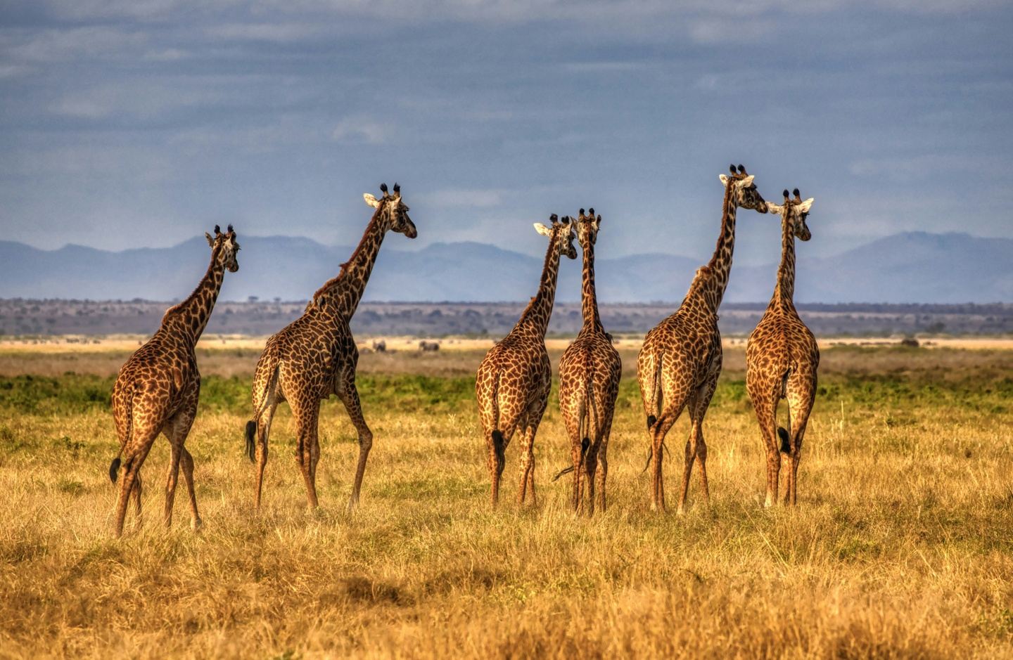 Beyond Borders: A 10-Day Luxury Fly-In Safari Through Kenya & Tanzania