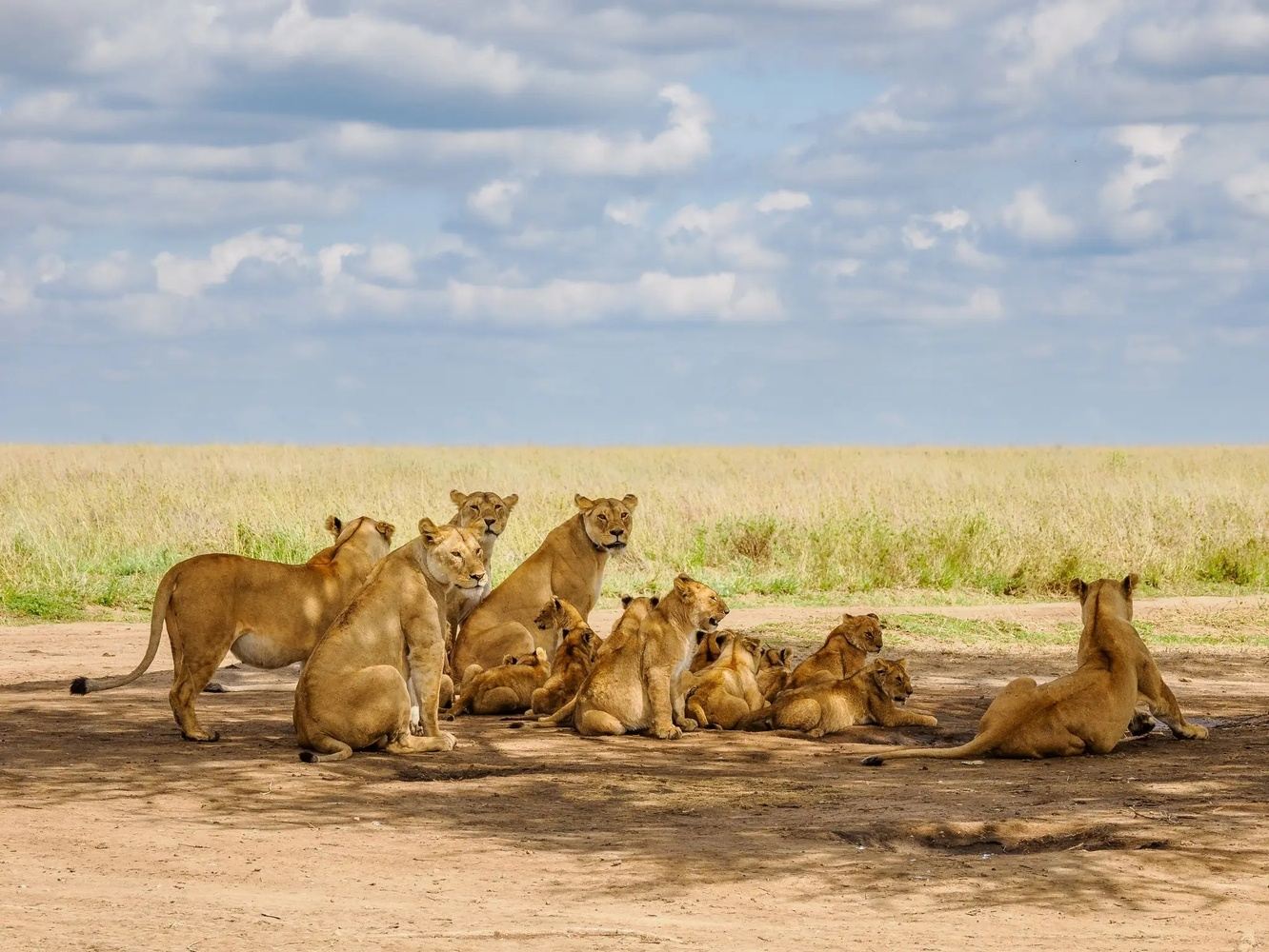 7-Day Honeymoon Safari in Uganda