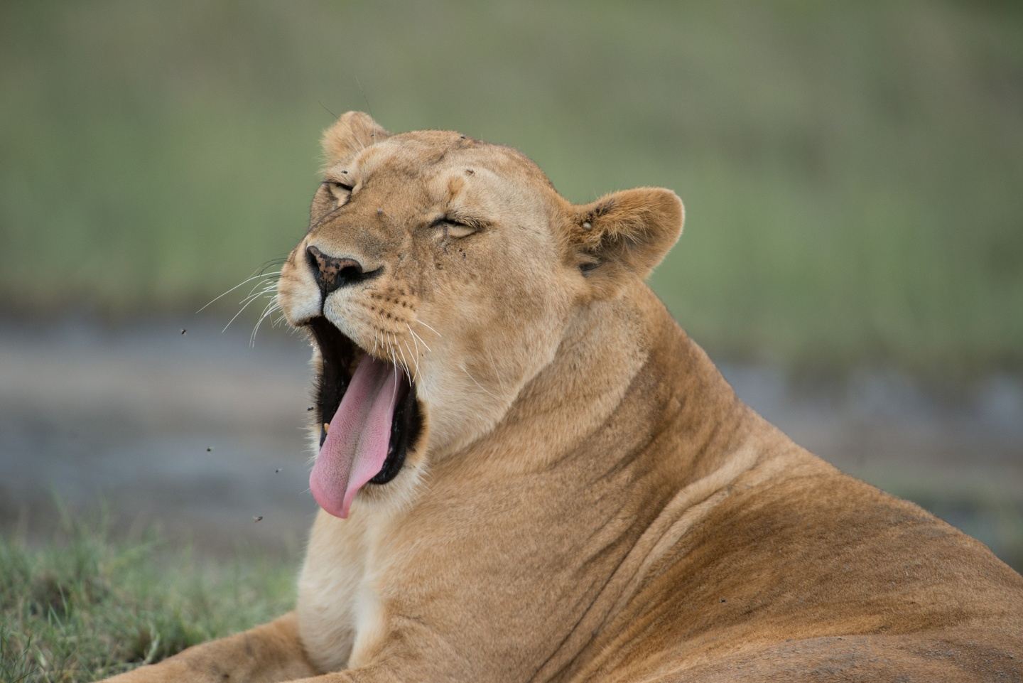 Tanzania, Africa