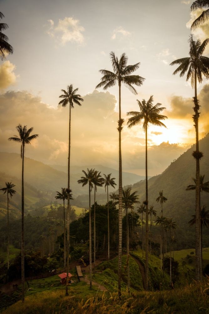 Colombia Unlocked: Coffee, Culture & the Caribbean Coast