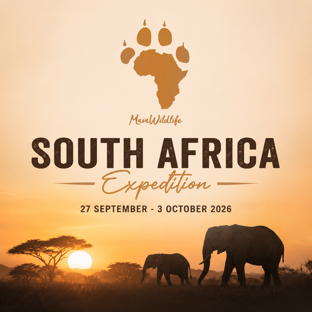 MaiaWildlife South Africa Wildlife Expedition - 7 days / 6 nights