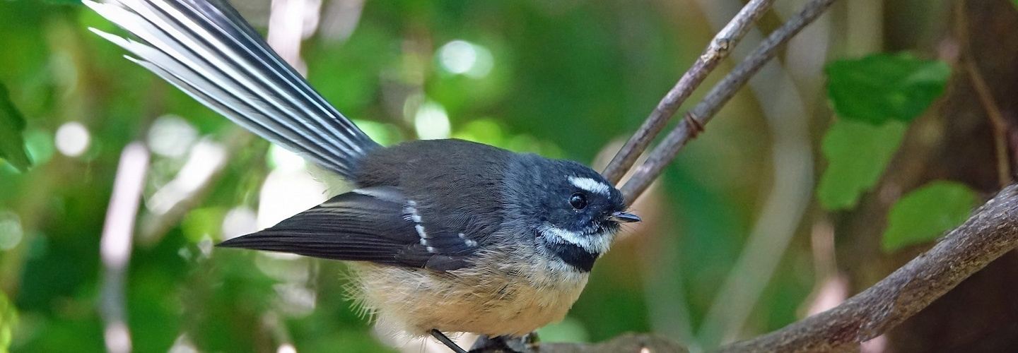 New Zealand: Fragile Endemics and Rare Seabirds