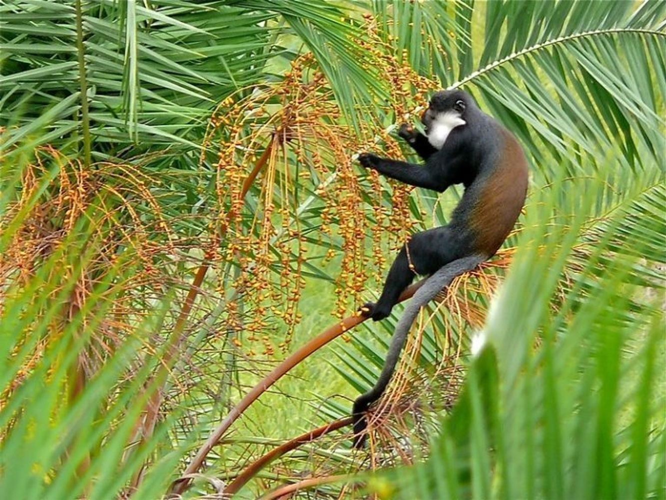 6-Day Primate Safari: Golden Monkeys, Chimps, and L’Hoest’s Monkeys