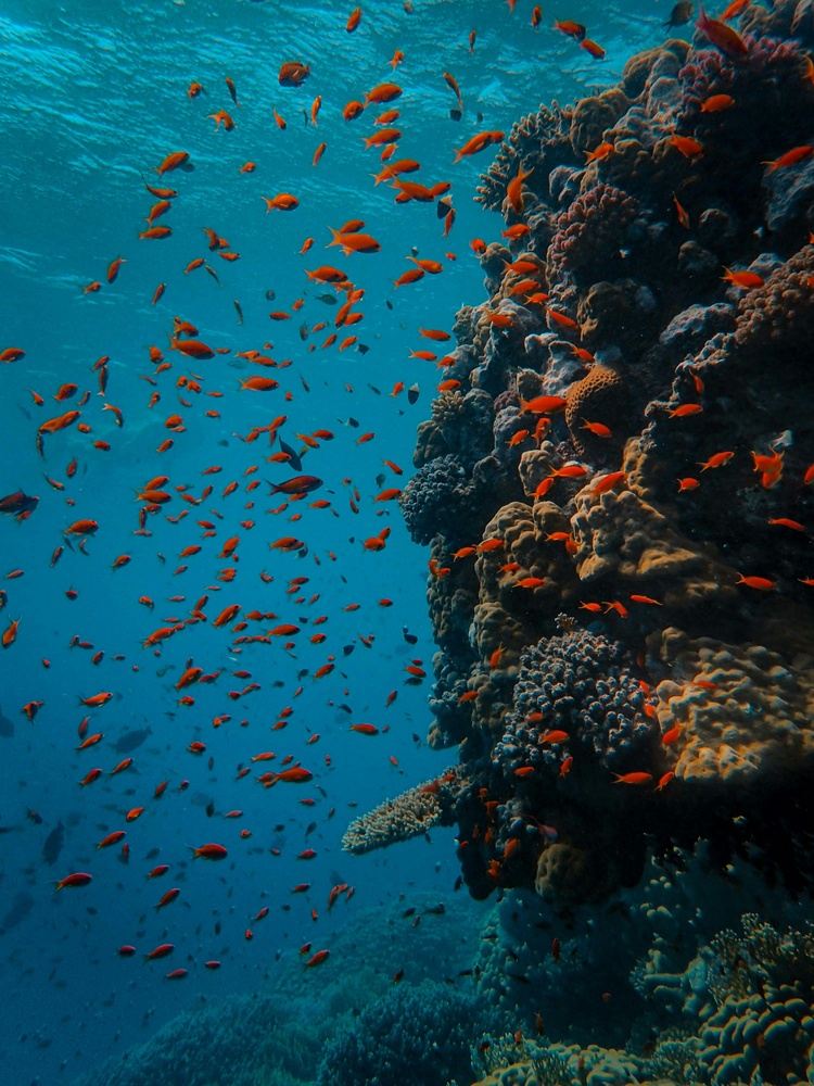 Red Sea Revealed: Egypt Liveaboard with Flying Fish | August 2027