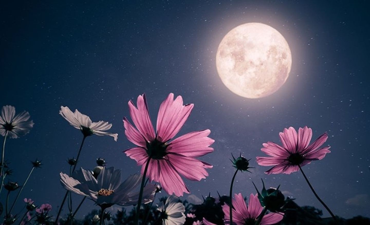 Full Moon Transformational Release Mindfulness Immersion