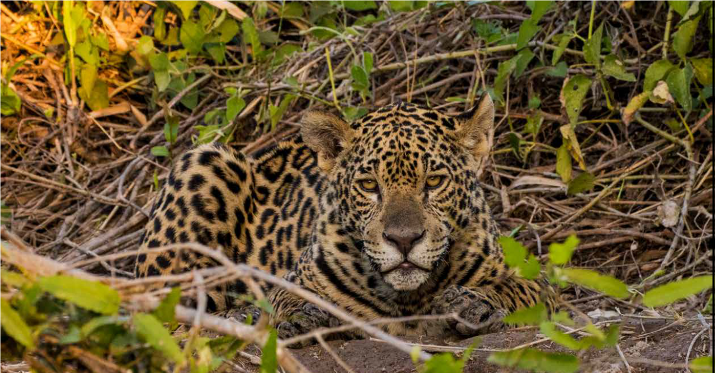 BRAZIL’S PANTANAL  TOUR 2024