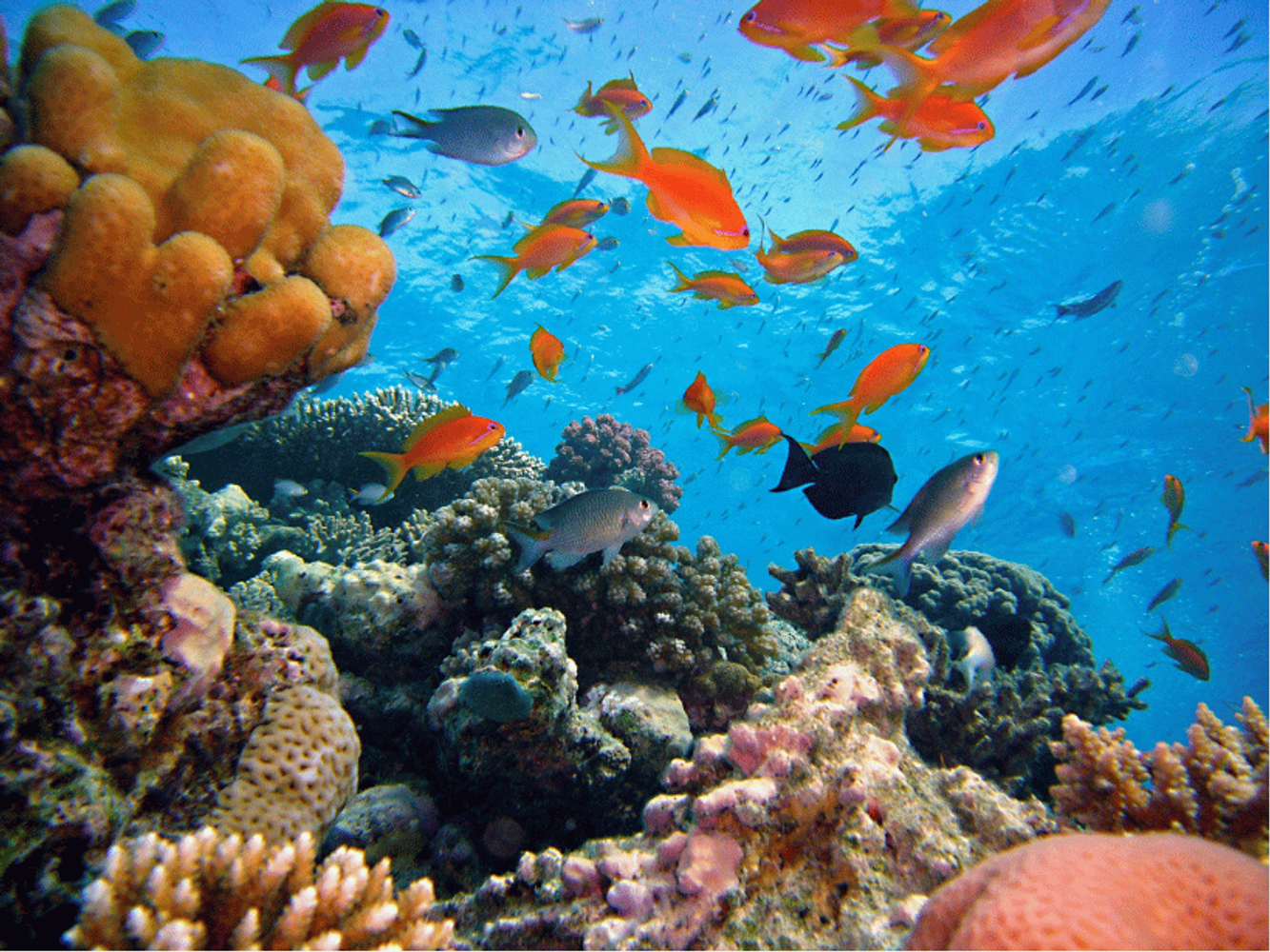 Red Sea Kite Adventures - Diving Safari Trips WINTER 2026