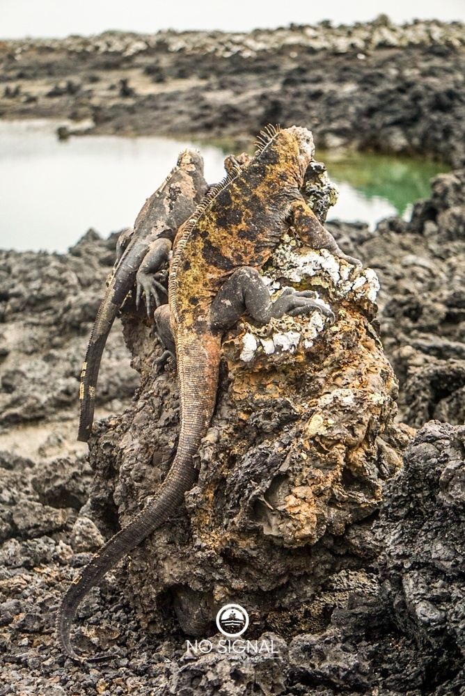 Tintoreras islet adventure