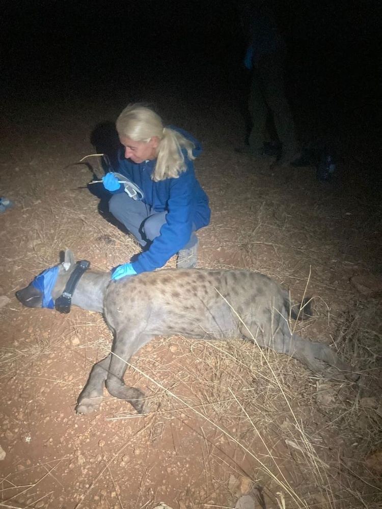WildeHyena