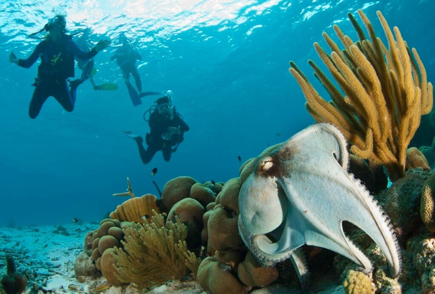 Bonaire - Delfins Beach Resort