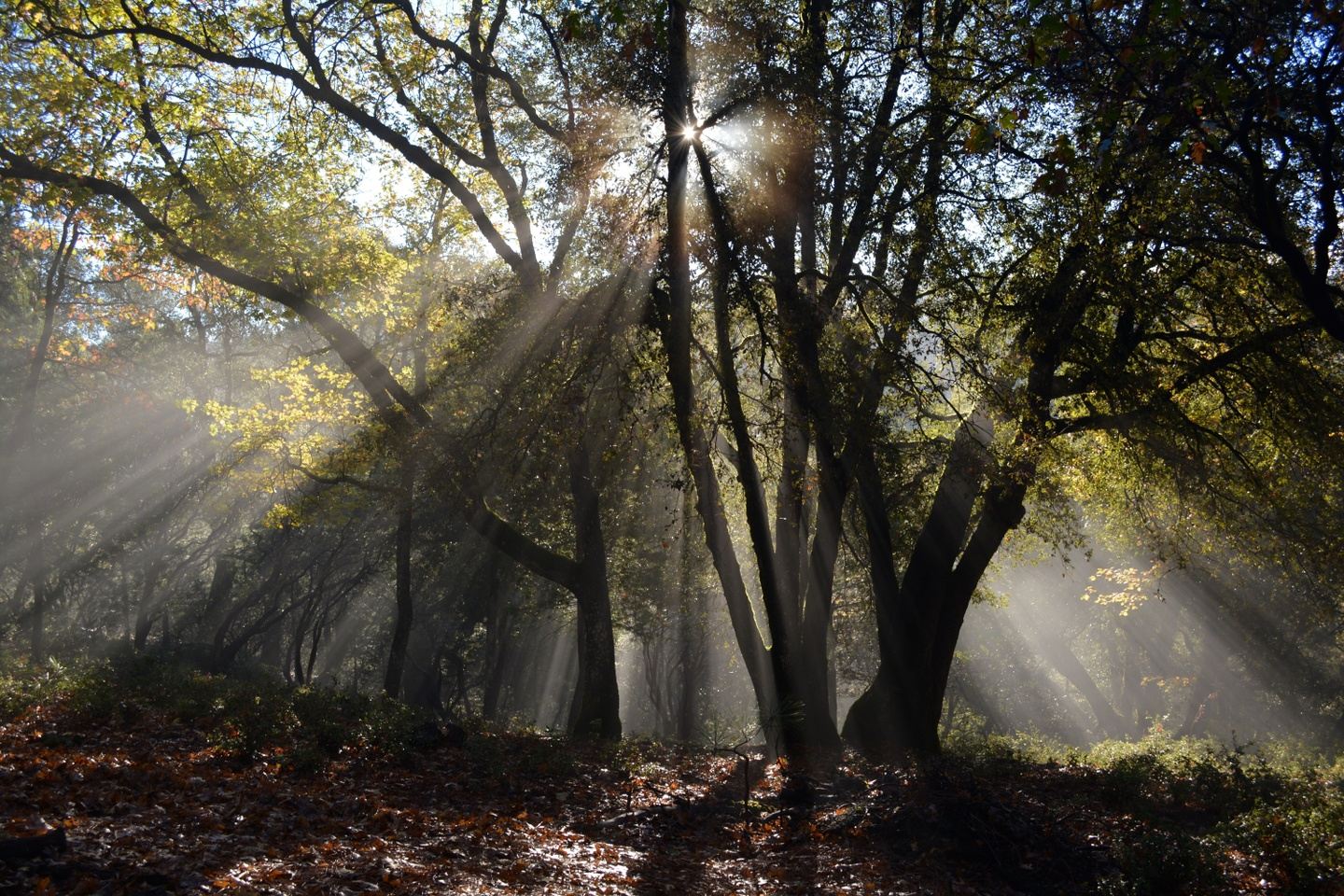 Autumn Magic: A Restorative Weekend Retreat