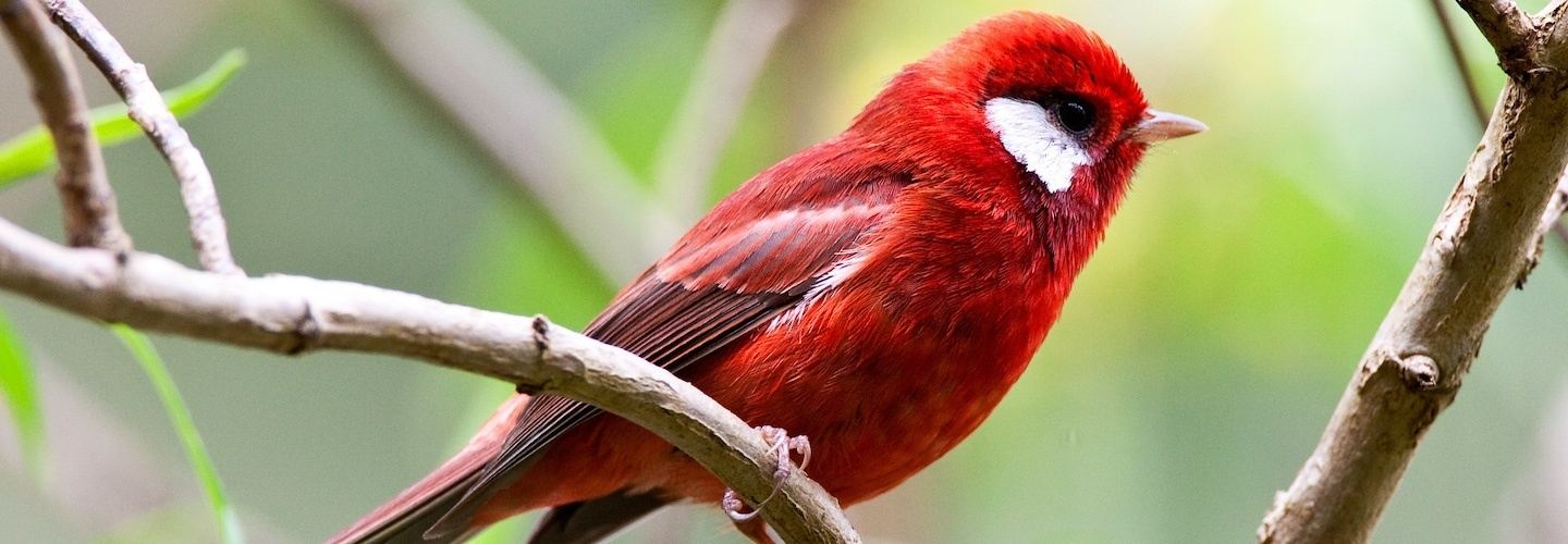 Oaxaca: Endemics and Gastronomy in Mexico (2027)
