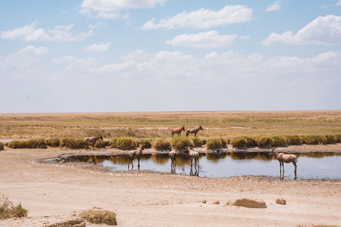 4-Day Tarangire, Serengeti & Ngorongoro Wildlife Safari