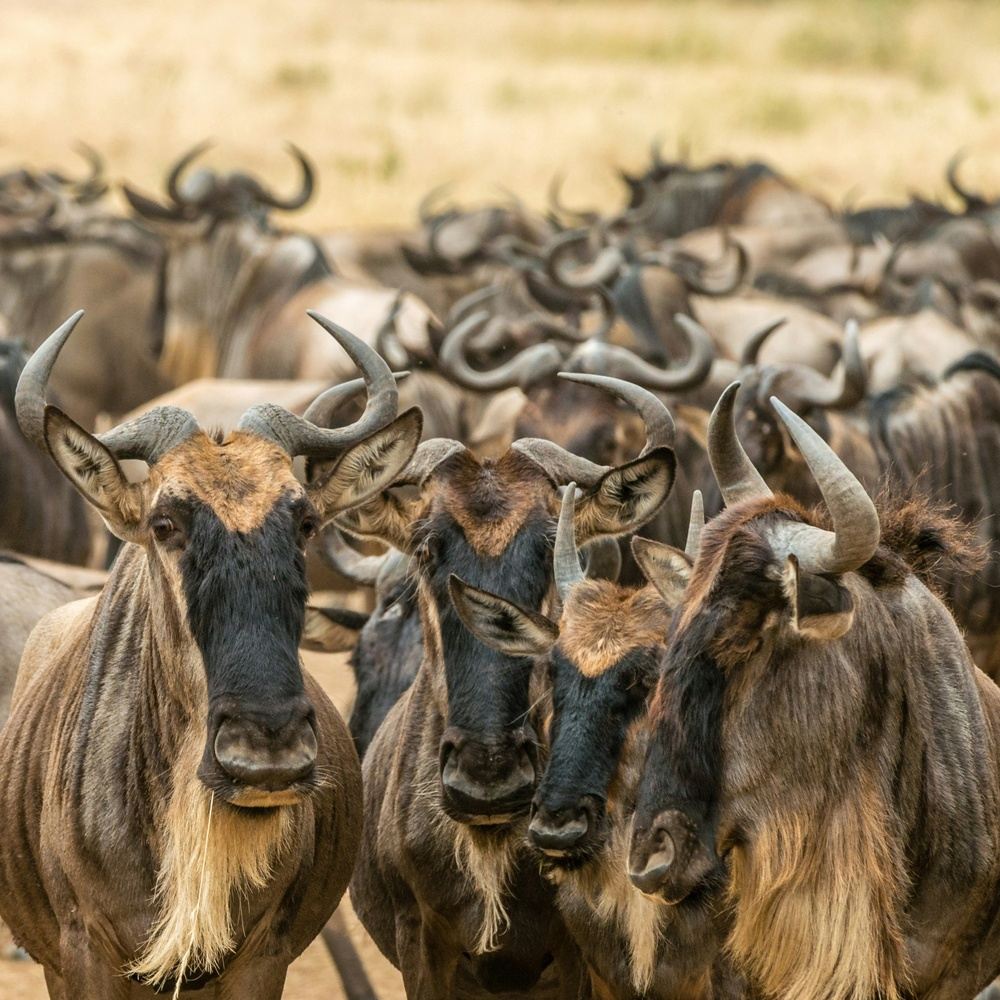 6 Day Safari - 2 Nights Naivasha/Nakuru + 3 Nights Mara