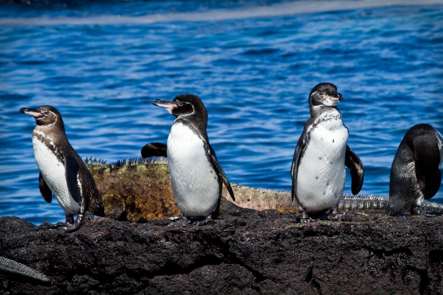 5 Day "Bela Isabela Galapagos" Tour - IDEAL - SMART26