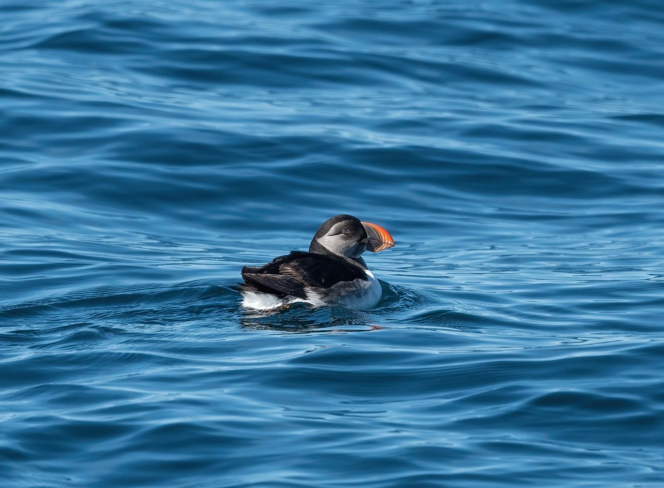 Maryland Pelagic: December 30