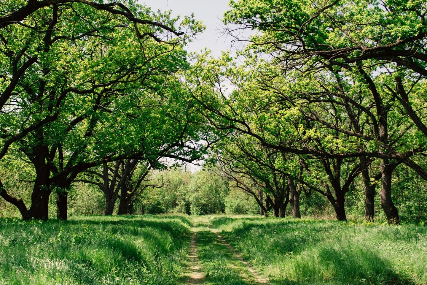 Rooted & Reimagining: A Restorative Experience