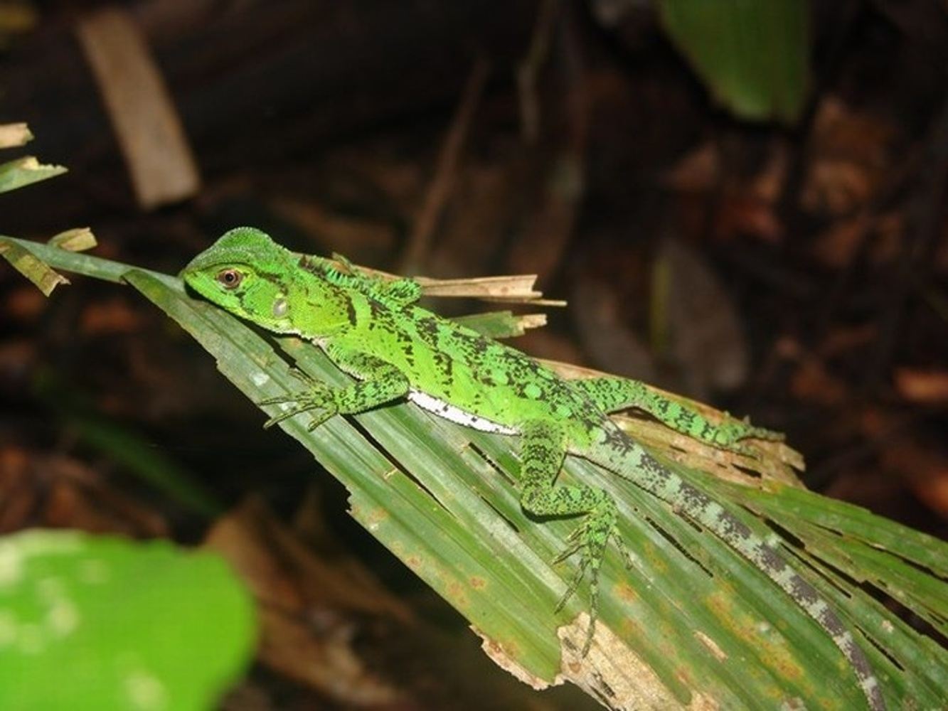 Amazon Jungle: 4 Days Cuyabeno with Tucan Lodge