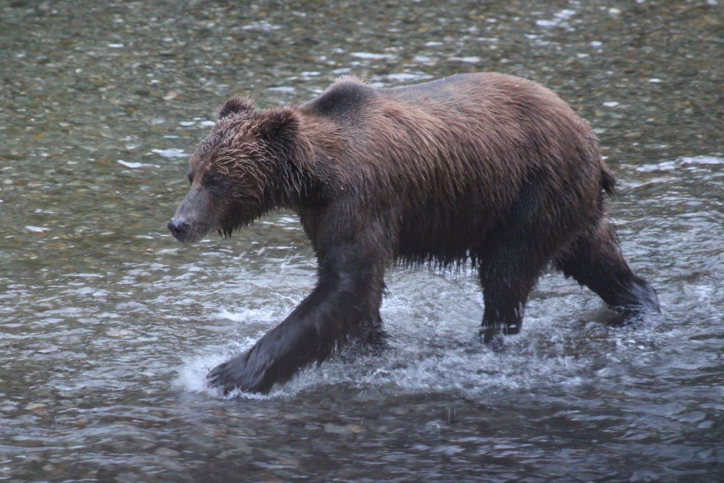 Alaskan Discovery RV Second Tour 2027