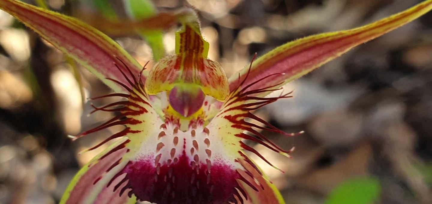 5 Day Wildflowers and Goldfields