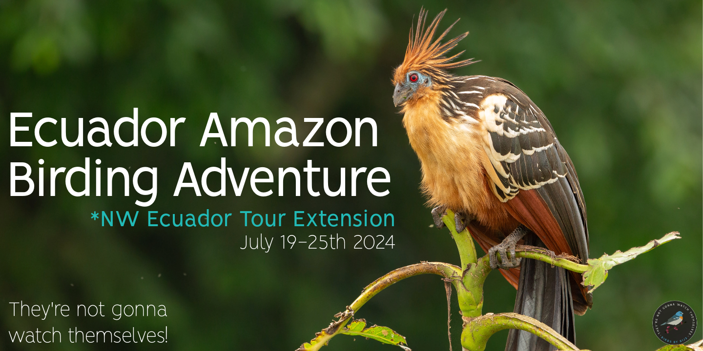 Ecuador Amazon Birding Adventure