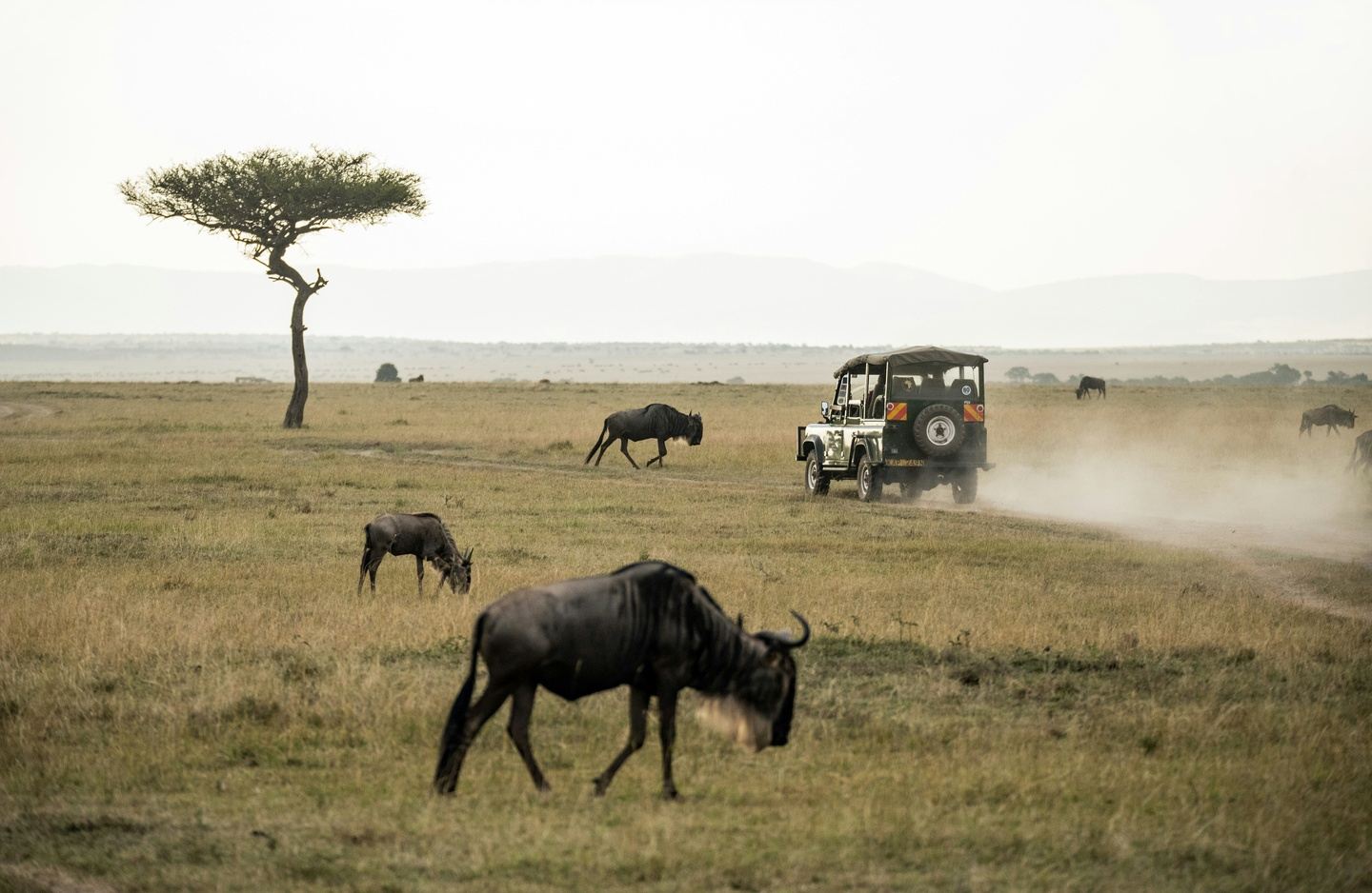 10-Day Kenya and Tanzania Combined Safari: Big Five & Migration Tour