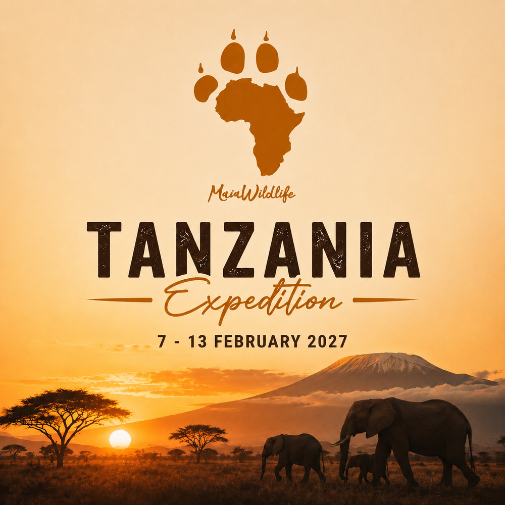MaiaWildlife Tanzania Wildlife Expedition - 8 days / 7 nights