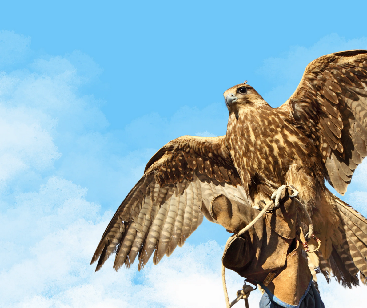 Introduction to Falconry: Birds of Prey Field Training and Handling
