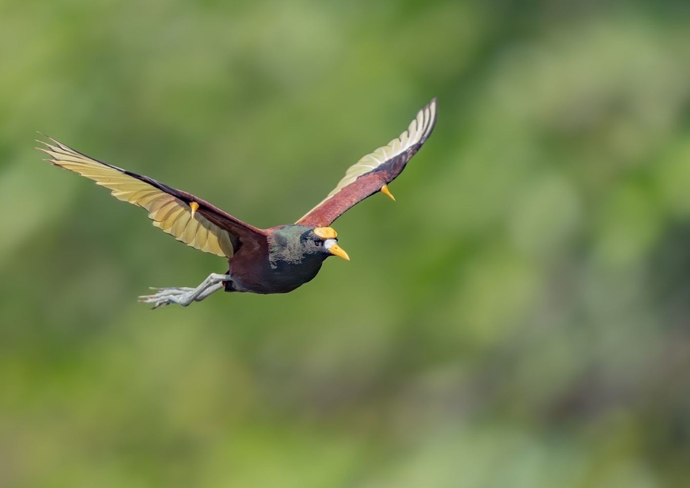 Belize Birding & Culture Tour