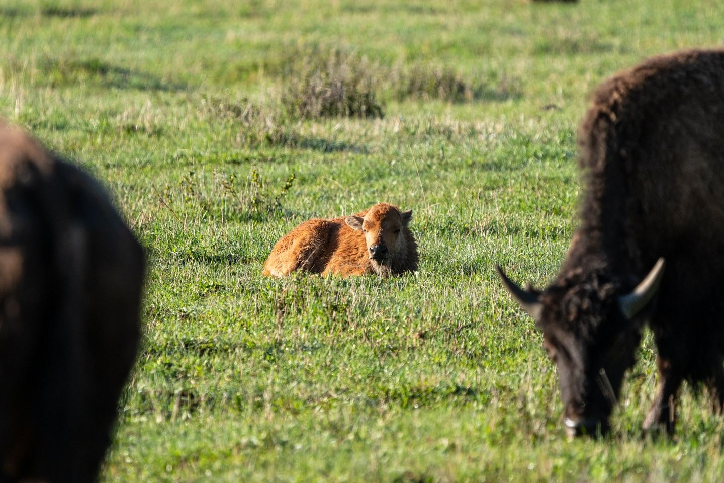 The Call of the Wild | Spring Wildlife Photography Workshop