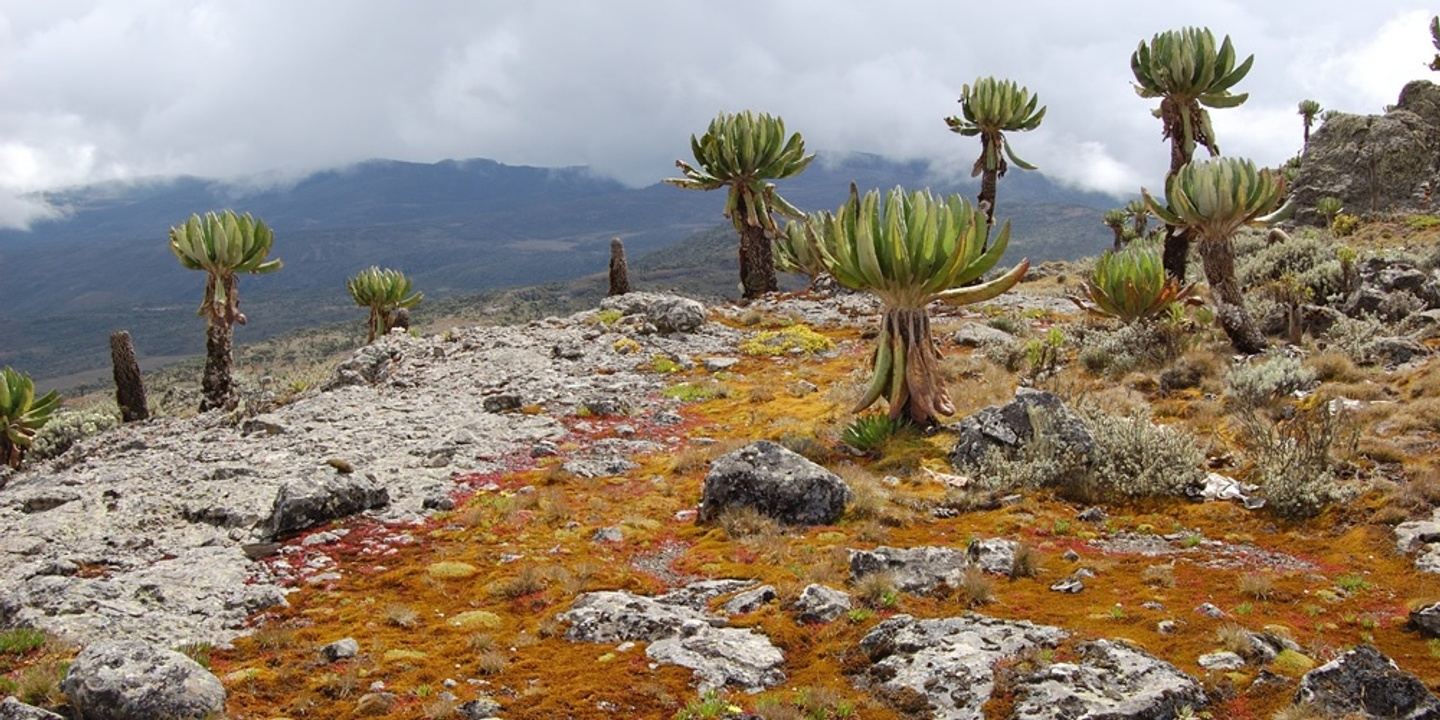 5-Day Sasa Trail Premier Trek in Mount Elgon National Park