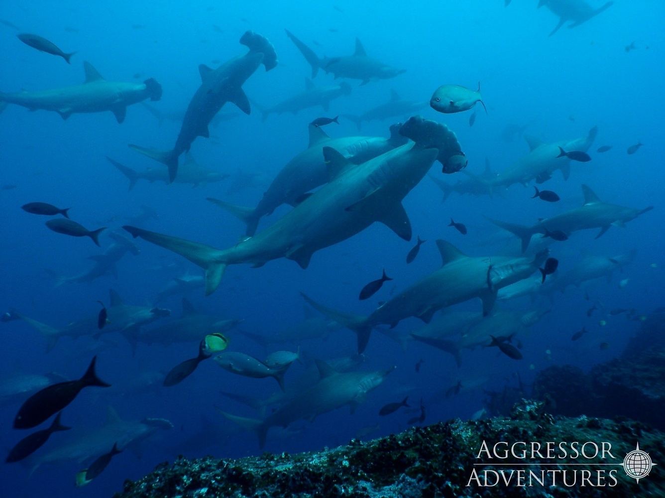 Galapagos New Years Adventure 2027