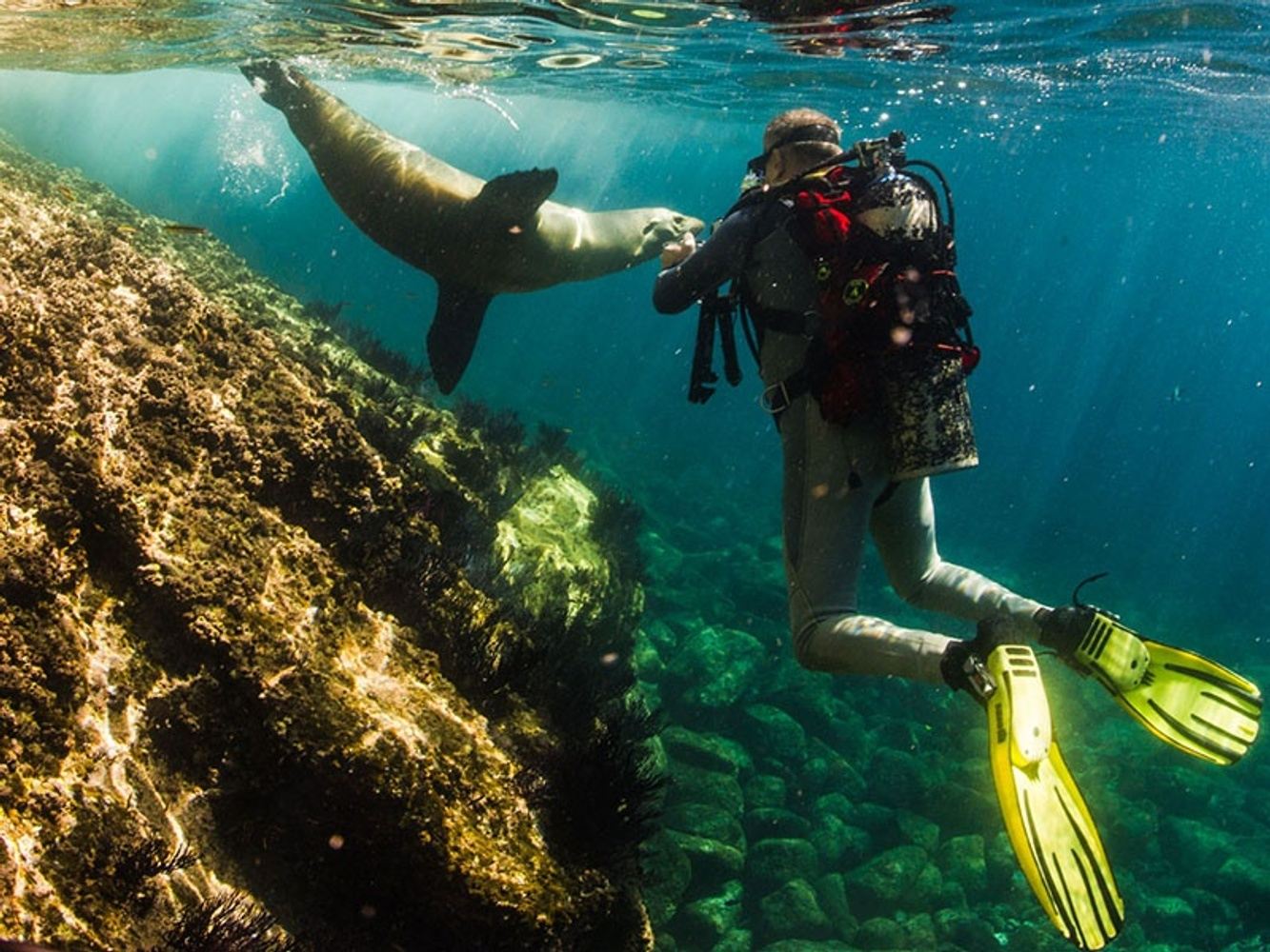INTO DIVE COLLECTIONS - Seymour & Dapne