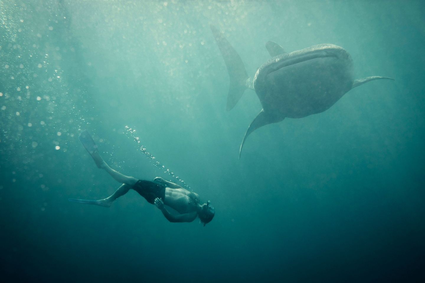 Wild Indonesia: Komodo and Tambora