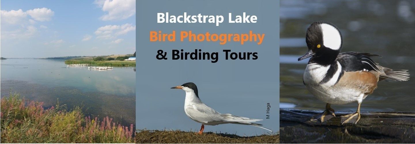 Blackstrap Lake Birding and Bird Photography Tour  #BirdingTour