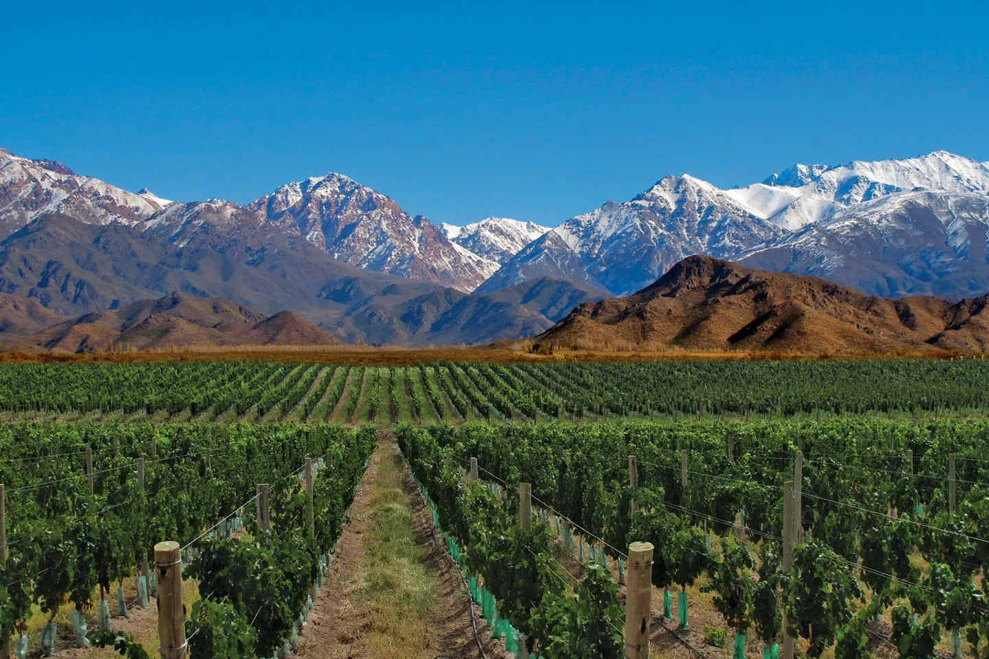 WineNot Argentina 2027: Flavors, Waterfalls & Argentine Soul