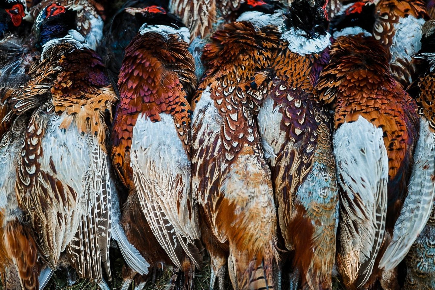 Minnesota Pheasant Hunt & Trap Shoot
