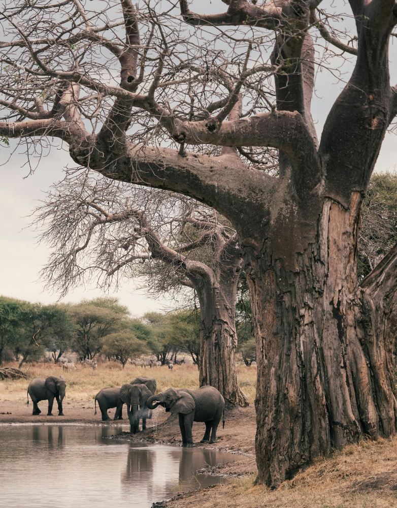 4 Day Northern Tanzanian Safari Adventure