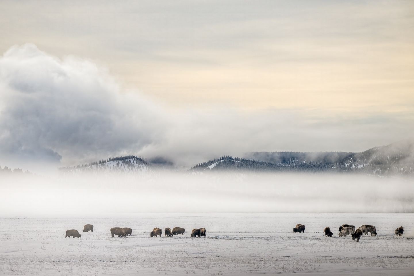 Into Yellowstone We Go